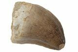 Fossil Mosasaur (Prognathodon) Tooth - Morocco #216986-1